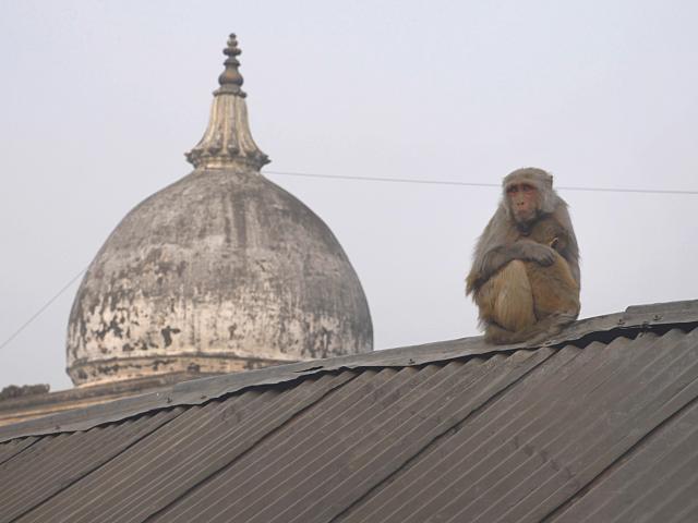 rhesus macaque in Nepal