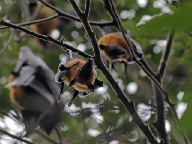 fruit bats roosting in tree