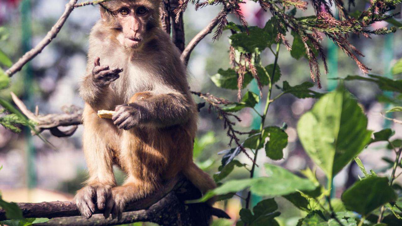 Macaque