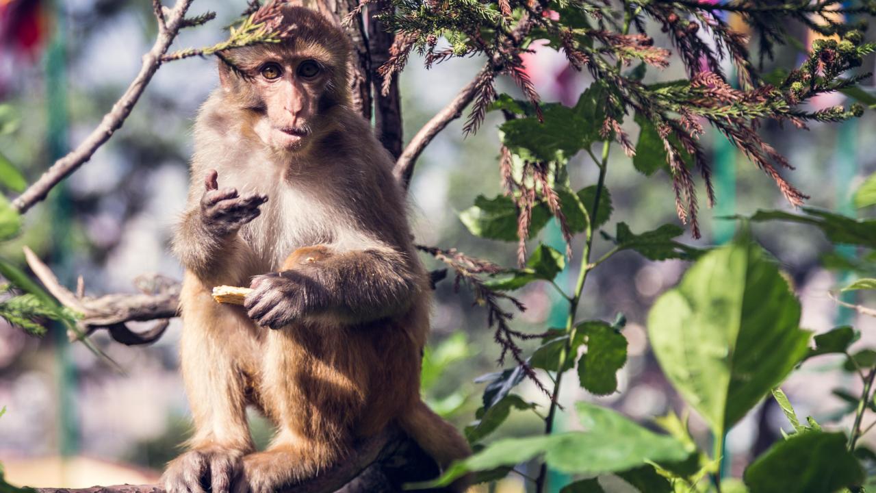 Macaque