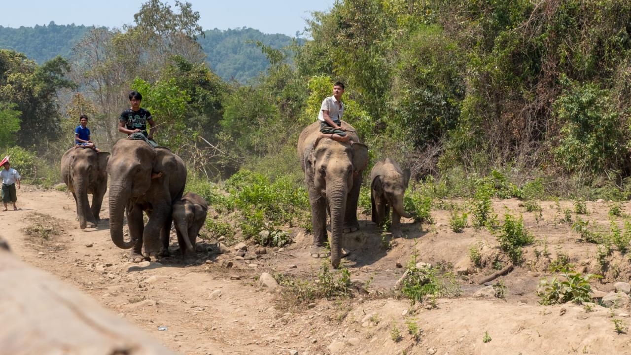 Elephants in Myanmar