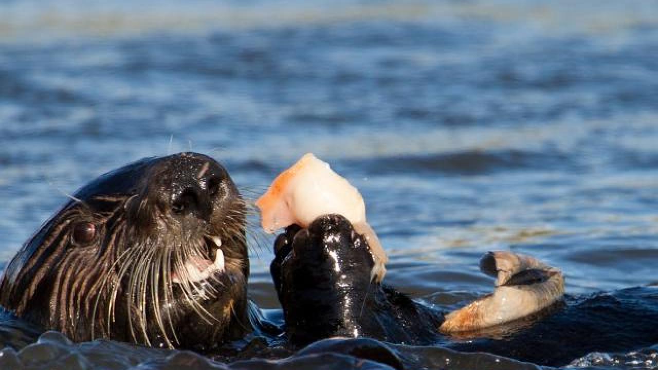 sea otter eating clam