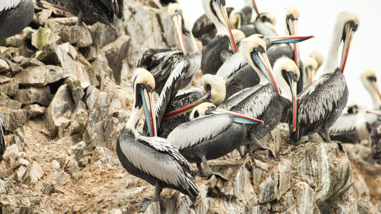 Peruvian Pelicans
