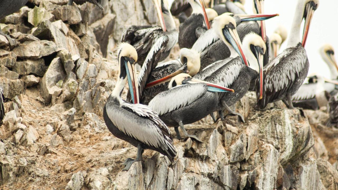 Peruvian Pelicans