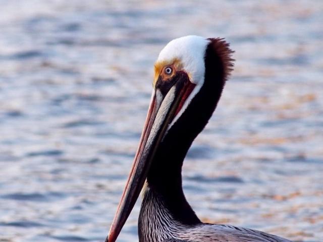 brown pelican