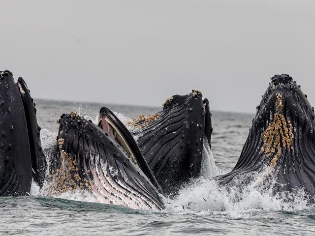 humpback whales