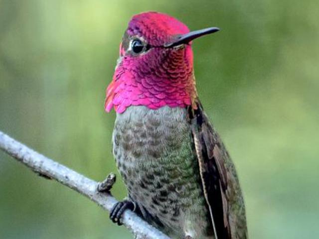 Anna's hummingbird