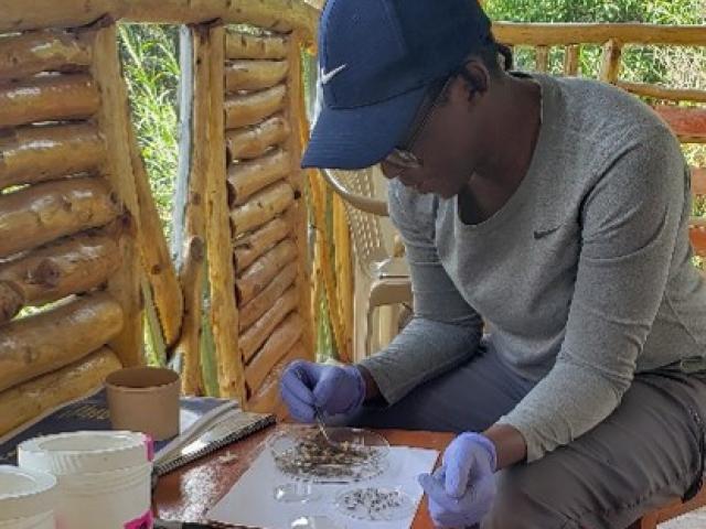 Jalika Joyner sorting mosquitoes in Uganda