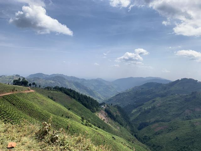 Bwindi, Uganda. Credit: Julia Lippert.