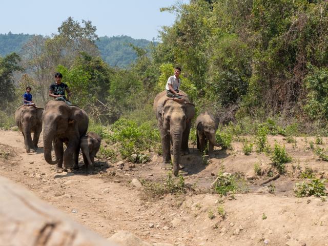 Elephants in Myanmar