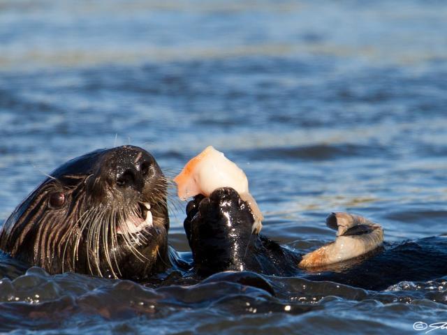 sea otter eating clam