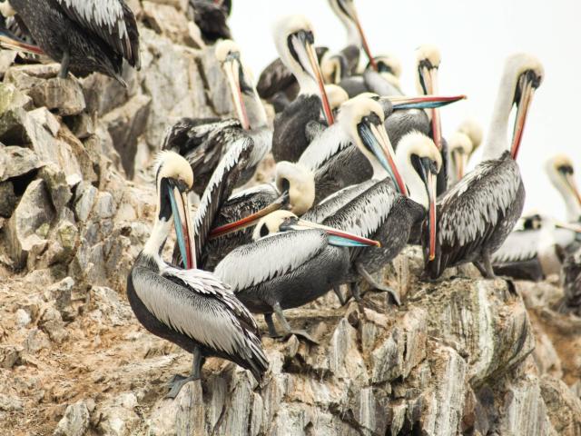 Peruvian Pelicans