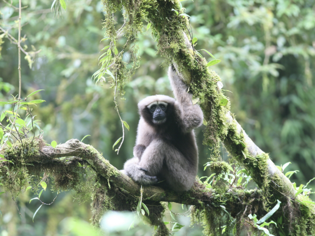 Skywalker gibbon sitting in a tree