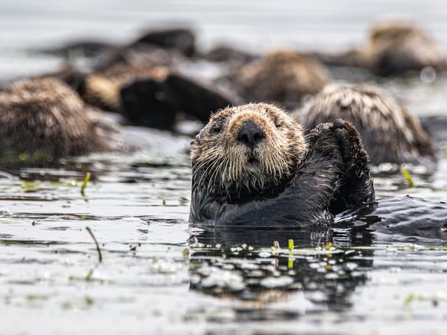 sea otters