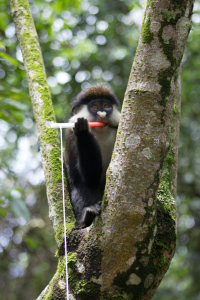 red tailed guenon