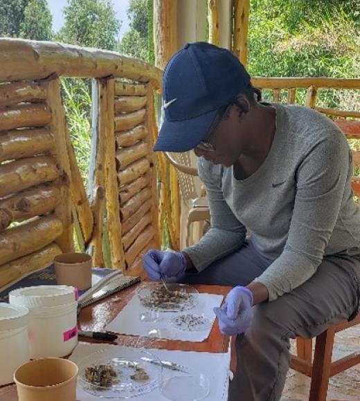 Jalika Joyner sorting mosquitoes in Uganda