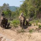 Elephants in Myanmar