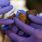 Myanmar bat sampling
